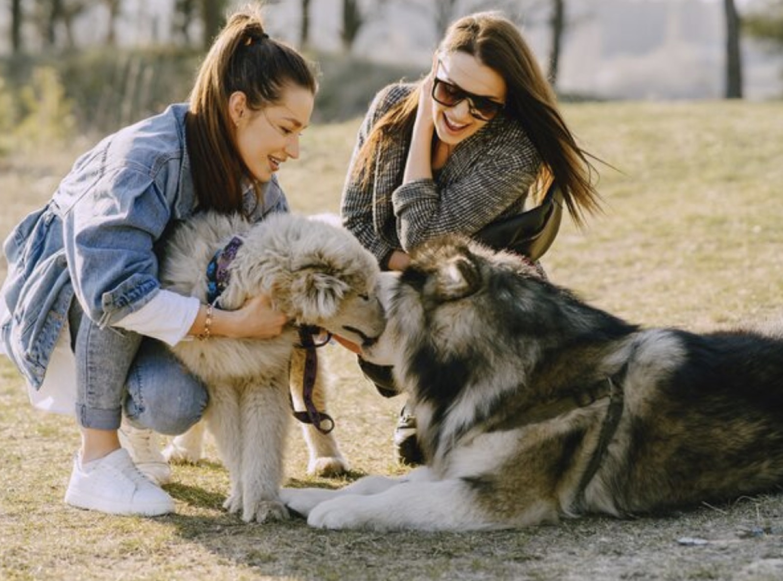 Woman playing with a dog in the park