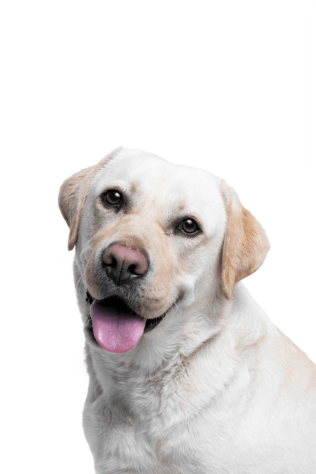 Labrador